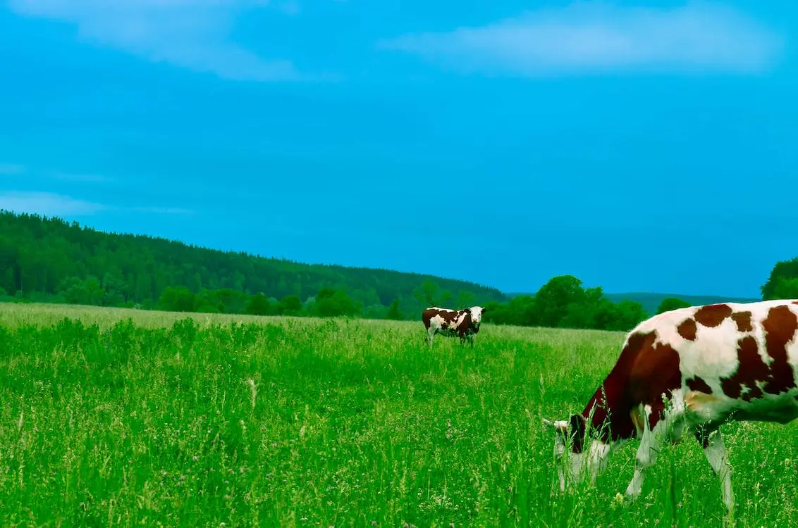 expert comptable Agriculture
